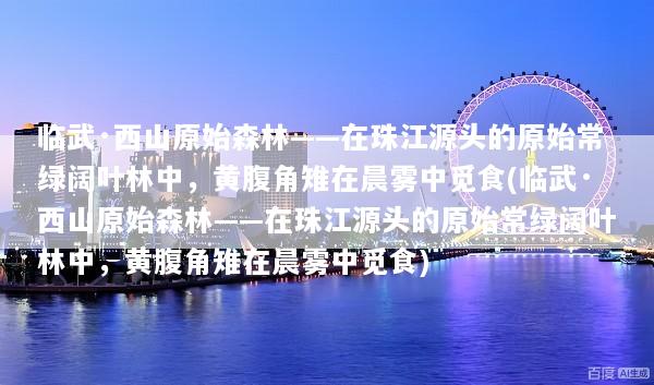 临武·西山原始森林——在珠江源头的原始常绿阔叶林中，黄腹角雉在晨雾中觅食(临武·西山原始森林——在珠江源头的原始常绿阔叶林中，黄腹角雉在晨雾中觅食)